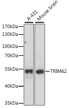 Anti-TRIM62 Antibody (CAB15855)