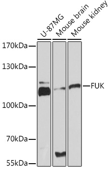 Anti-FUK Antibody (CAB17268)