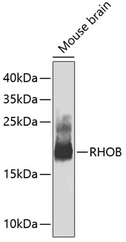 Anti-RHOB Antibody (CAB2819)