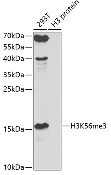 Anti-TriMethyl-Histone H3-K56 Antibody (CAB7262)