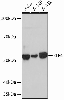 Anti-KLF4 Antibody