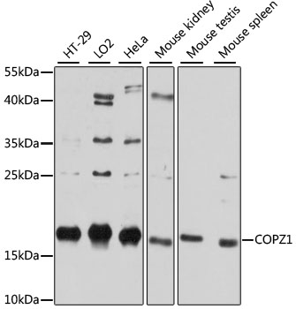 Anti-COPZ1 Antibody (CAB12148)