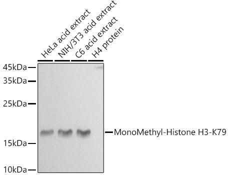 Western blot analysis of extracts of various cell lines, using MonoMethyl-Histone H3-K79 antibody at 1:500 dilution. Secondary antibody: HRP Goat Anti-Rabbit IgG (H+L) at 1:10000 dilution. Lysates/proteins: 25ug per lane. Blocking buffer: 3% nonfat dry milk in TBST. Detection: ECL Basic Kit. Exposure time: 10s.