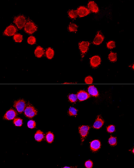 Anti-CYP3A4 Antibody (CAB14213)