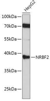 Anti-NRBF2 Antibody (CAB6462)