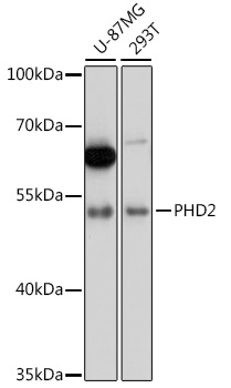 Anti-PHD2 Antibody [KO Validated] (CAB14557)