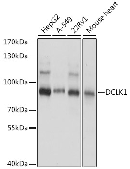 Anti-DCLK1 Antibody (CAB16464)