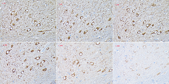 Anti-HRP Donkey Anti-Mouse IgG (H+L) Antibody (CABS033)