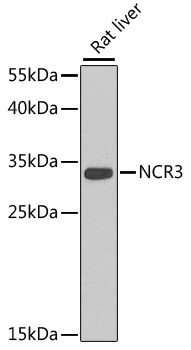 Anti-NCR3 Antibody (CAB7153)