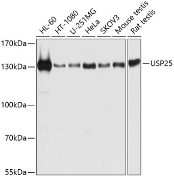 Anti-USP25 Antibody (CAB12588)