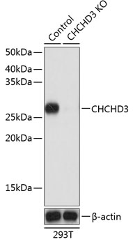 Anti-CHCHD3 Antibody [KO Validated] (CAB19959)