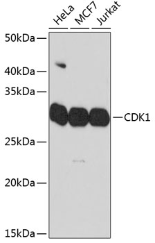 Anti-CDK1 Antibody