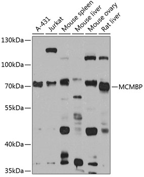 Anti-MCMBP Antibody (CAB14149)