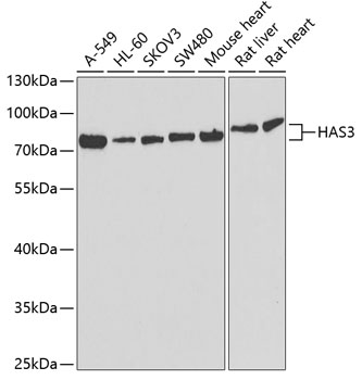 Anti-HAS3 Antibody (CAB6617)