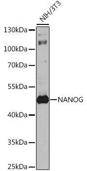 Anti-NANOG Antibody (CAB3232)