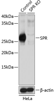 Anti-SPR Antibody [KO Validated] (CAB19859)
