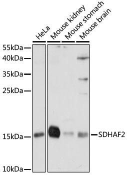 Anti-SDHAF2 Antibody (CAB16204)