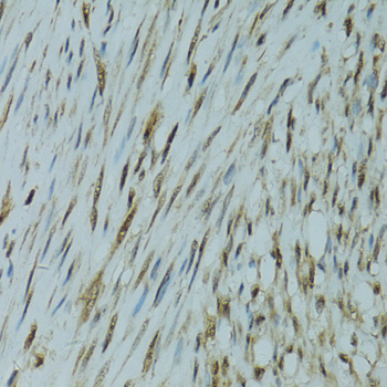 Anti-GABPA Polyclonal Antibody (CAB8419)