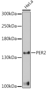 Anti-PER2 Antibody (CAB3217)