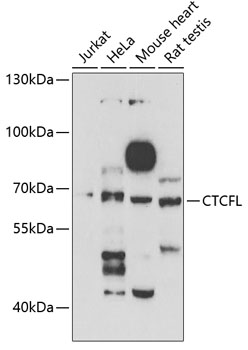 Anti-CTCFL Antibody (CAB6149)