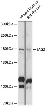 Anti-JAG2 Antibody (CAB14247)