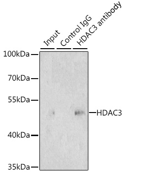 Anti-HDAC3 Antibody (CAB2139)