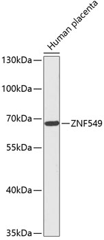 Anti-ZNF549 Antibody (CAB14979)