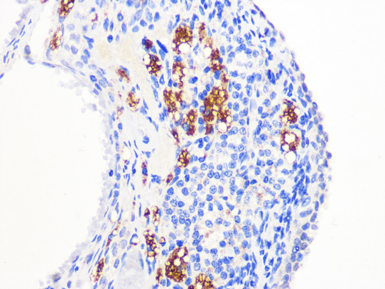 Anti-MUC2 Antibody (CAB14659)