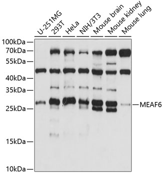 Anti-MEAF6 Antibody (CAB14629)