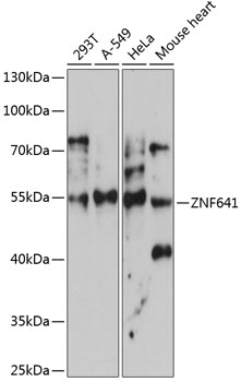 Anti-ZNF641 Antibody (CAB14438)