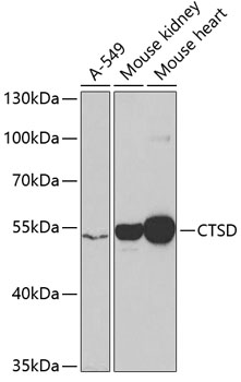 Anti-CTSD Antibody (CAB1594)