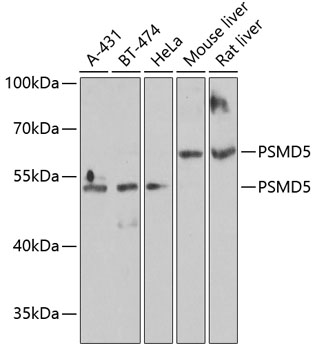 Anti-PSMD5 Antibody (CAB6954)