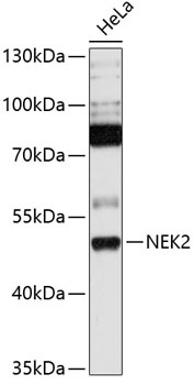 Anti-NEK2 Antibody (CAB13334)