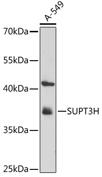 Anti-SUPT3H Antibody (CAB18179)