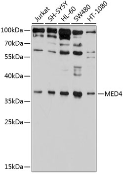 Anti-MED4 Polyclonal Antibody (CAB9150)
