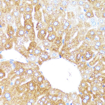 Anti-CYP3A4 Antibody (CAB2544)