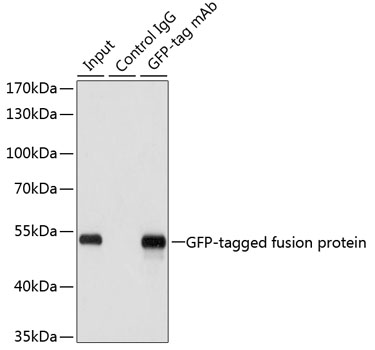 Anti-Mouse anti GFP-Tag Monoclonal Antibody (CABE012)