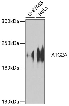 Anti-ATG2A Polyclonal Antibody (CAB8576)