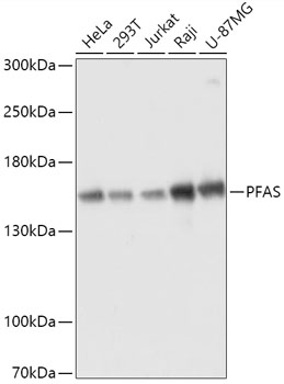 Anti-PFAS Antibody (CAB17517)