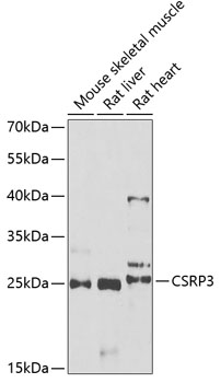 Anti-CSRP3 Antibody (CAB6569)