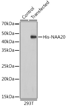 Anti-HRP-conjugated anti His-Tag Antibody (CABE028)