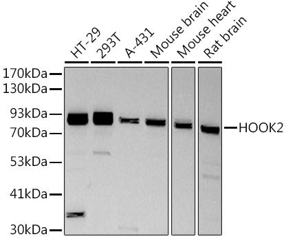 Western blot analysis of extracts of various cell lines, using at 1:500 dilution. Secondary antibody: HRP Goat Anti-Rabbit IgG (H+L) at 1:10000 dilution. Lysates/proteins: 25ug per lane. Blocking buffer: 3% nonfat dry milk in TBST. Detection: ECL Basic Kit. Exposure time: 3s.