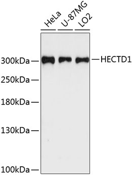 Anti-HECTD1 Polyclonal Antibody (CAB9433)