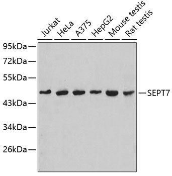 Anti-SEPT7 Antibody (CAB3781)