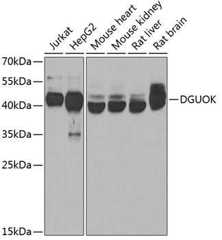 Anti-DGUOK Antibody (CAB6898)