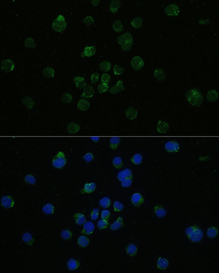 Anti-CD4 Antibody (CAB0362)