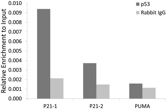 Anti-p53 Antibody [KO Validated] (CAB5761)