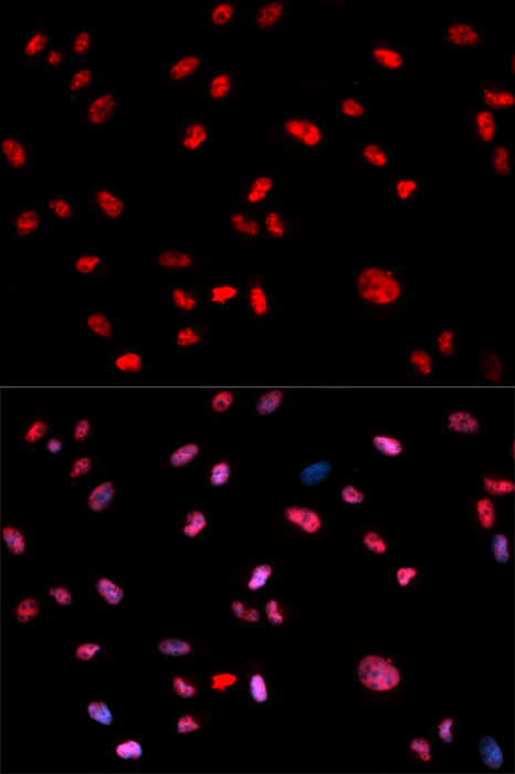 Anti-Phospho-Jun-T239 Antibody (CABP0049)