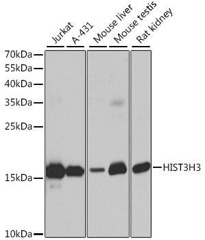 Anti-Histone H3 Antibody (CAB2348)