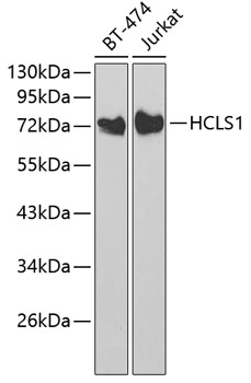 Anti-HCLS1 Antibody (CAB2165)